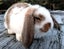 Baby Rabbits - Cute & Attractive Carousel 5