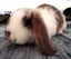 Baby Rabbits - Cute & Attractive Carousel 6