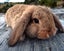 Baby Rabbits - Cute & Attractive Carousel 7