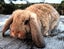 Baby Rabbits - Cute & Attractive Carousel 8