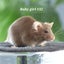 Gorgeous baby girl mice! Carousel 19
