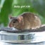 Gorgeous baby girl mice! Carousel 18