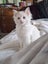 Purebred Blue Point Ragdoll kittens Carousel 12