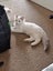 Purebred Blue Point Ragdoll kittens Carousel 11