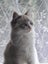 Purebred Blue Point Ragdoll kittens Carousel 3