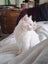 Purebred Blue Point Ragdoll kittens Carousel 13