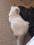 Purebred Blue Point Ragdoll kittens Carousel 2