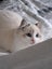 Purebred Blue Point Ragdoll kittens Carousel 14