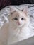 Purebred Blue Point Ragdoll kittens Carousel 1