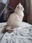 Purebred Blue Point Ragdoll kittens Carousel 15