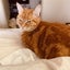 Adult Ginger Cat for adoption in New Plymouth Carousel 3