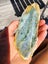 NZ Jade Pounamu Rock Slices $1 Reserve Carousel 5