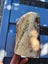 NZ Jade Pounamu Rocks $1 Reserve Carousel 3