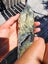 NZ Jade Pounamu Rocks $1 Reserve Carousel 4