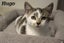 Cats Protection Canterbury - Kittens and Teens Carousel 2