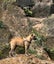 DUKE - Bull Mastiff X - 7-8 Months Carousel 2