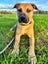 DUKE - Bull Mastiff X - 7-8 Months Carousel 3