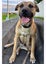 DUKE - Bull Mastiff X - 7-8 Months Carousel 1