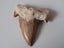 Large shark tooth fossil - Megalodon Carousel 1