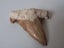 Large shark tooth fossil - Megalodon Carousel 2