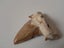 Large shark tooth fossil - Megalodon Carousel 3