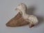 Large shark tooth fossil - Megalodon Carousel 4