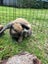 Mini Lop Rabbit Carousel 2
