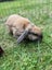 Mini Lop Rabbit Carousel 3