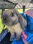 Mini Lop Rabbit Carousel 4
