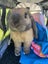 Mini Lop Rabbit Carousel 5