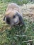Mini Lop Rabbit Carousel 6