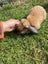 Mini Lop Rabbit Carousel 8