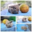 very cute Pure Bred mini Lops Carousel 9