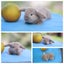 very cute Pure Bred mini Lops Carousel 11