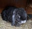 Lop-eared rabbit Carousel 1
