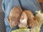Adorable baby Guinea pigs!! Carousel 9
