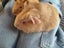 Adorable baby Guinea pigs!! Carousel 7