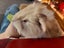 Adorable baby Guinea pigs!! Carousel 10