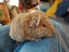 Adorable baby Guinea pigs!! Carousel 8