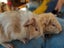 Adorable baby Guinea pigs!! Carousel 4