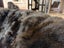 New Single Dark Brown Real NZ Possum Full Fur Throw - No Reserve! - B6356-1 Carousel 4