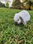 Mini lop Bunny Carousel 1