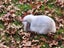 Mini lop Bunny Carousel 3