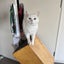Adult White Cat for adoption in New Plymouth Carousel 4