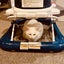 Adult White Cat for adoption in New Plymouth Carousel 5