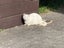 Adult White Cat for adoption in New Plymouth Carousel 6