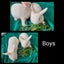 Jersey Lop Kits- Jersey Wooly x Mini Lop Carousel 3