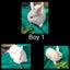 Jersey Lop Kits- Jersey Wooly x Mini Lop Carousel 4