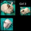 Jersey Lop Kits- Jersey Wooly x Mini Lop Carousel 8