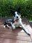 Bali Rescue Dog - CDRRNZ Carousel 3
